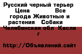 Русский черный терьер › Цена ­ 35 000 - Все города Животные и растения » Собаки   . Челябинская обл.,Касли г.